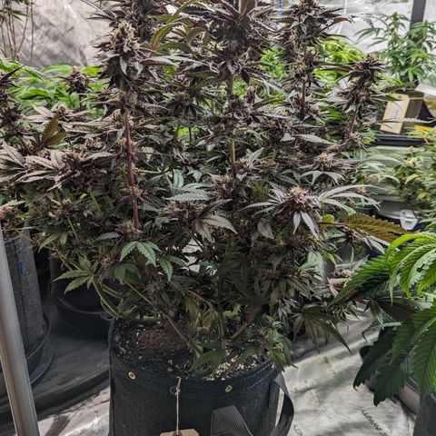 Pineapple Kush growlog timeline photo