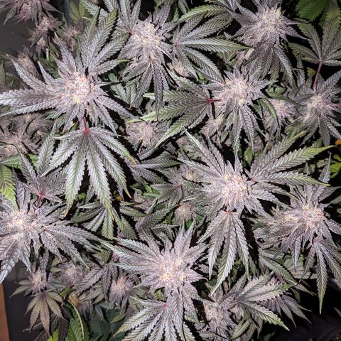 Pineapple Kush growlog timeline photo