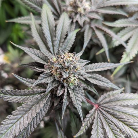 Pineapple Kush growlog timeline photo