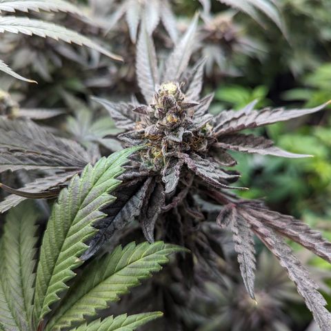 Pineapple Kush growlog timeline photo