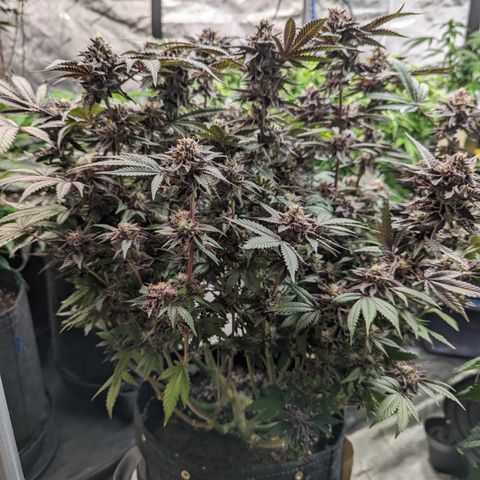 Pineapple Kush growlog timeline photo