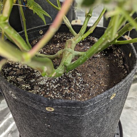 Pineapple Kush growlog timeline photo