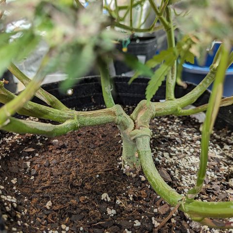 Pineapple Kush growlog timeline photo