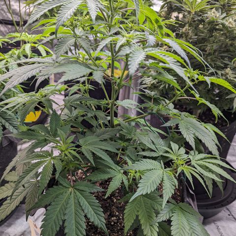 Honey Cream 1 - 4R growlog timeline photo
