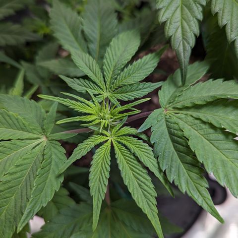 Honey Cream 1 - 4R growlog timeline photo