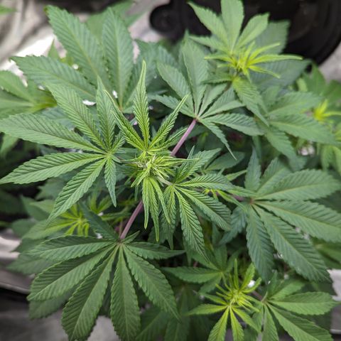 Honey Cream 1 - 4R growlog timeline photo