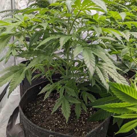 Honey Cream 1 - 3 growlog timeline photo