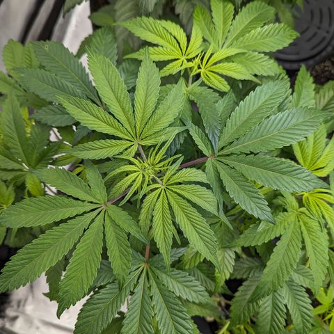 Honey Cream 1 - 3 growlog timeline photo