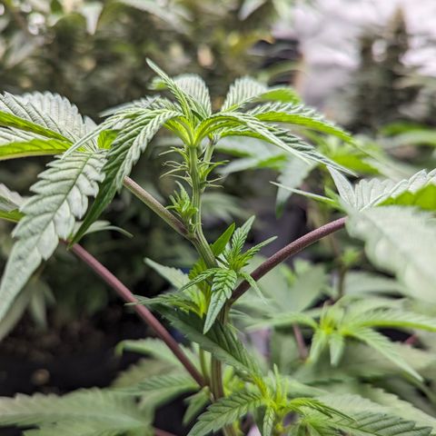 Pineapple Kush 1 - 4R growlog timeline photo