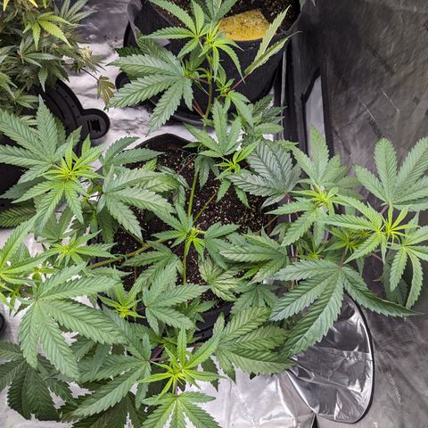 Pineapple Kush 1 - 4R growlog timeline photo