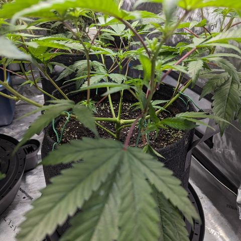 Pineapple Kush 1 - 4R growlog timeline photo
