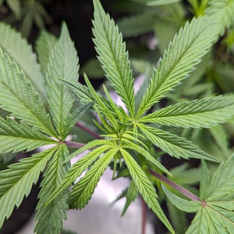 Pineapple Kush 1 - 4R growlog timeline photo