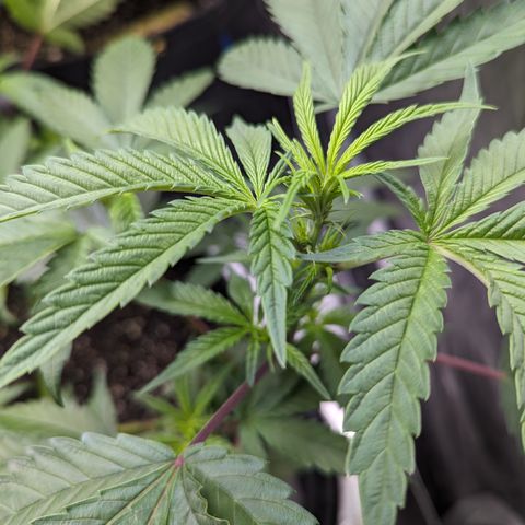 Pineapple Kush 1 - 4R growlog timeline photo