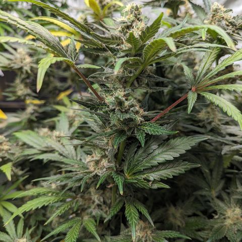 Honey Cream growlog timeline photo