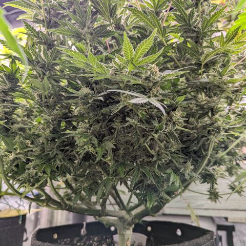 Honey Cream growlog timeline photo