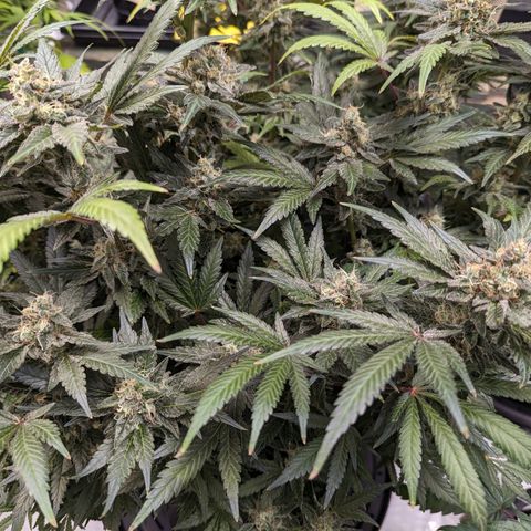 Honey Cream growlog timeline photo