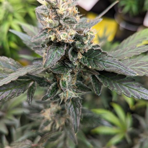 Honey Cream growlog timeline photo
