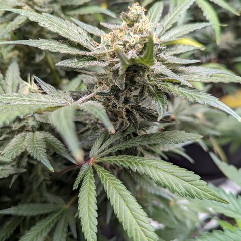 Honey Cream growlog timeline photo