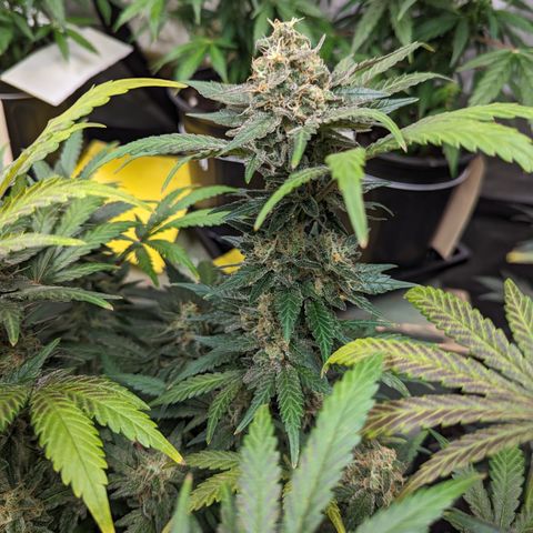 Honey Cream growlog timeline photo