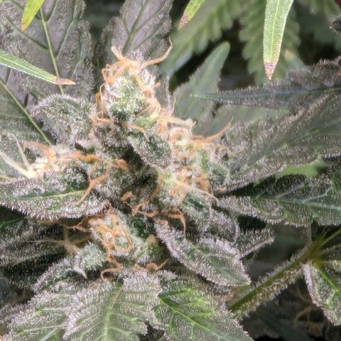 Honey Cream growlog timeline photo