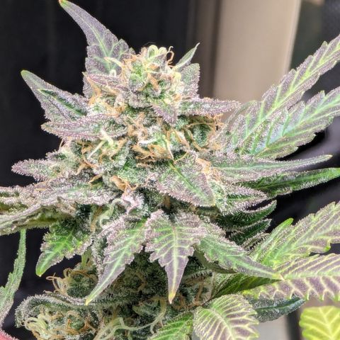 Honey Cream growlog timeline photo