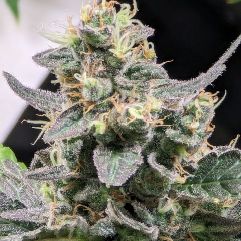 Honey Cream growlog timeline photo