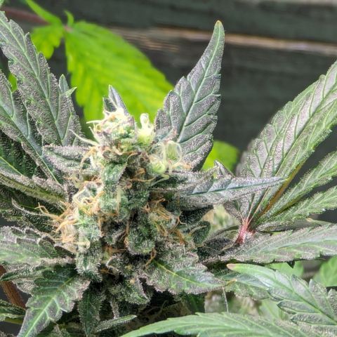 Honey Cream growlog timeline photo