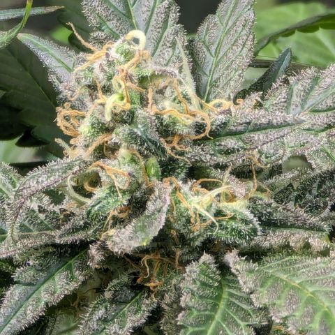 Honey Cream growlog timeline photo