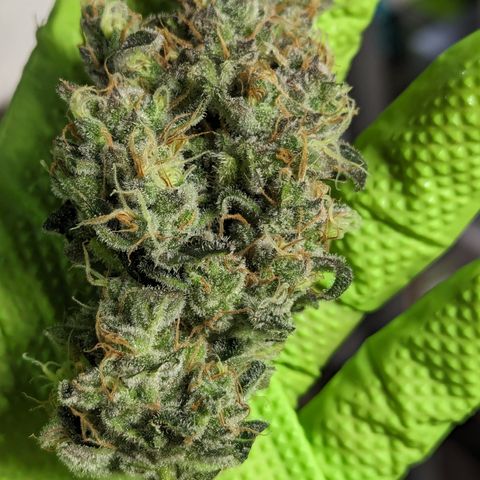 Honey Cream growlog timeline photo