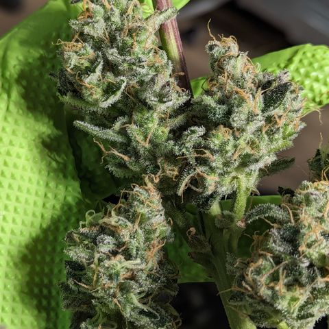 Honey Cream growlog timeline photo