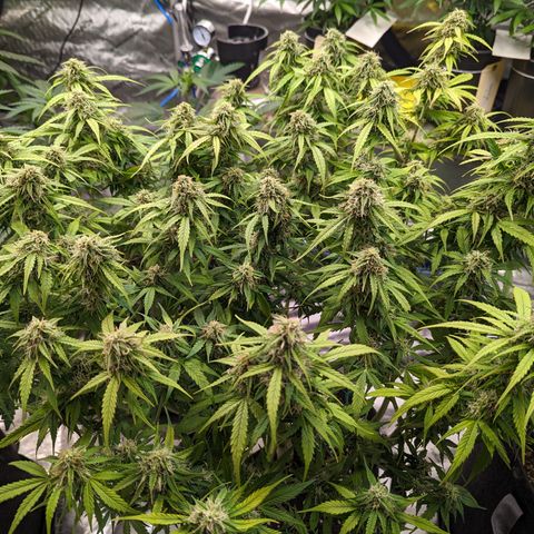 Special K growlog timeline photo