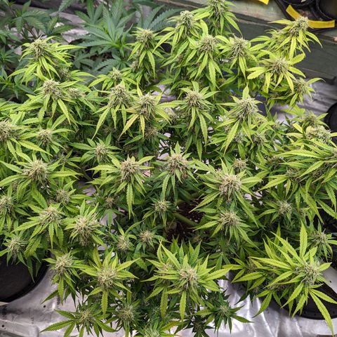Special K growlog timeline photo
