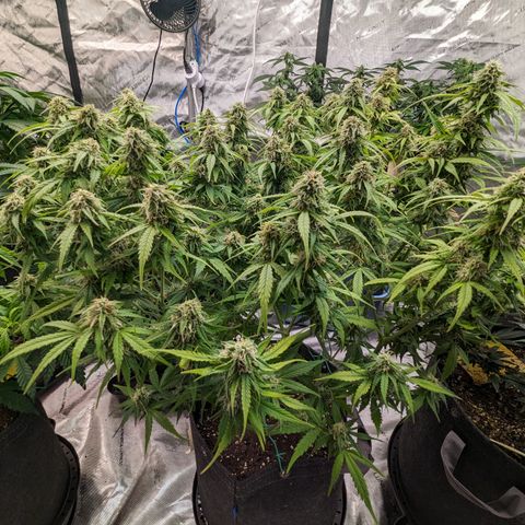 Special K growlog timeline photo