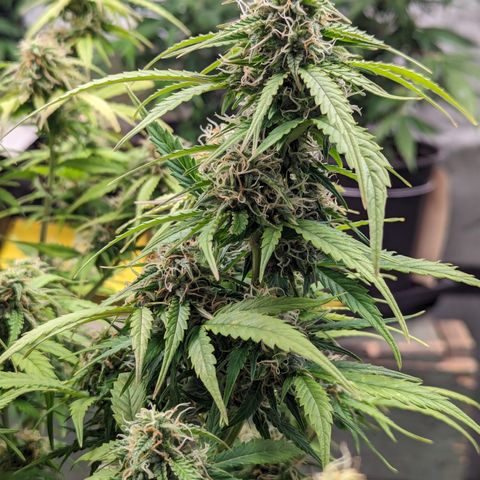 Special K growlog timeline photo
