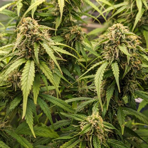 Special K growlog timeline photo