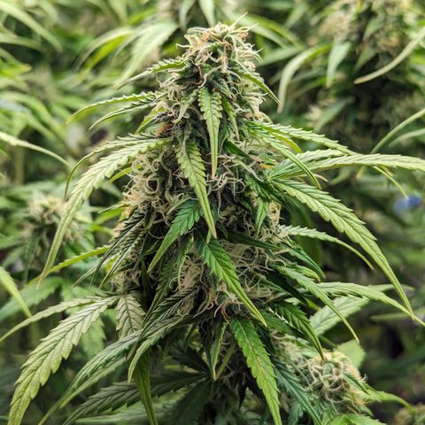 Special K growlog timeline photo