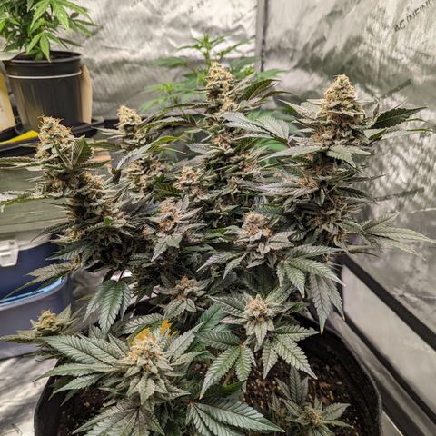 Chocolate Haze 3 - 3 growlog timeline photo