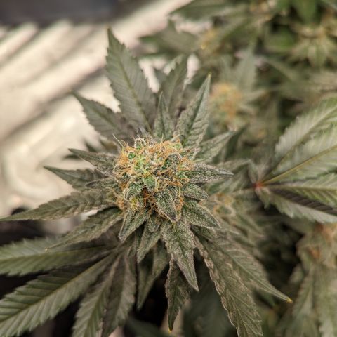 Chocolate Haze 3 - 3 growlog timeline photo
