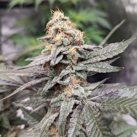 Chocolate Haze 3 - 3 growlog timeline photo