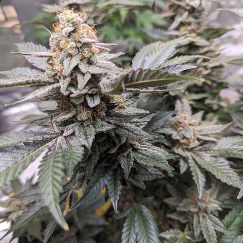 Chocolate Haze 3 - 3 growlog timeline photo