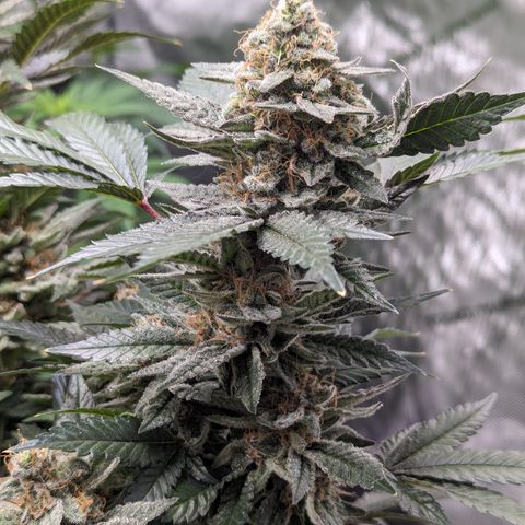 Chocolate Haze 3 - 3 growlog timeline photo
