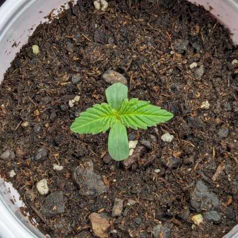 Critical growlog timeline photo