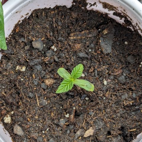 O.G. Kush growlog timeline photo
