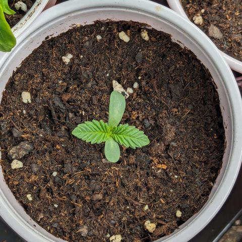 Tropical Mirage growlog timeline photo