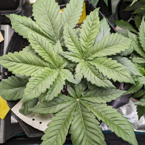 Sundae Driver growlog timeline photo