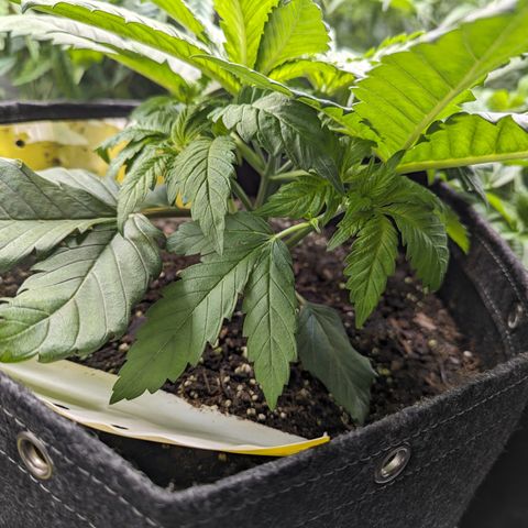 Sundae Driver growlog timeline photo