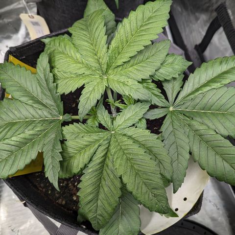 Sundae Driver growlog photo: Moved from veg tent to flower tent. Took 2 clones off her. She's 7inches tall in a 7 gallon pot.