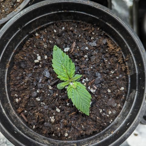 Critical growlog timeline photo