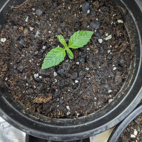 O.G. Kush growlog timeline photo