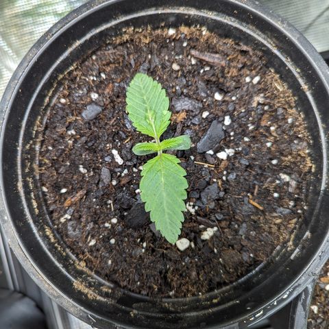 Tropical Mirage growlog timeline photo
